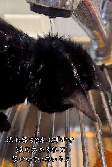 水を浴びている猫