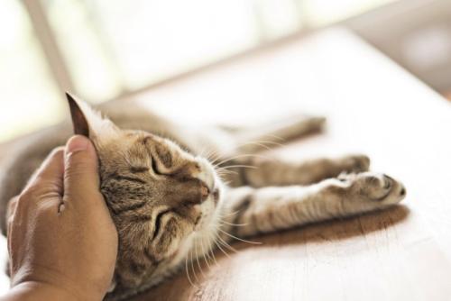 頭を撫でられる猫