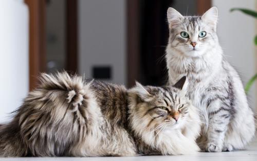 2匹の猫