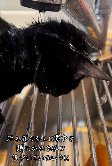 水を浴びている猫