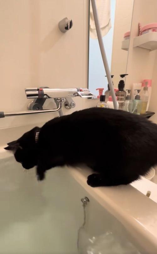 お湯に顔を近づけているバスタブの縁に乗った黒猫