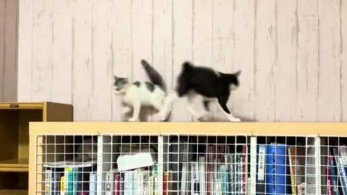 すれ違う2匹の子猫