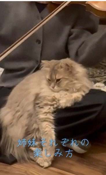 人の膝の上に座っている猫