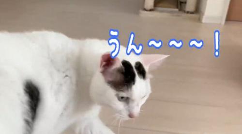 鳴いている猫