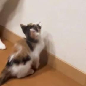 赤ちゃん猫が壁にいた『虫』を見つめていると…お兄ちゃん猫がとった『まさかの行動』が尊すぎると30万再生「優しぃぃぃぃ」「惚れる」