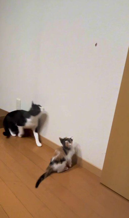 虫を見つけた2匹の猫