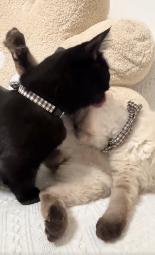 毛づくろいをしてあげている黒猫