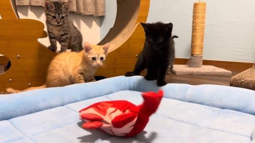 釘付けな4兄妹