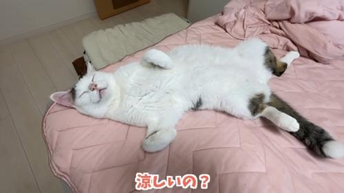 仰向けで寝ている猫