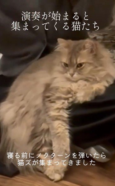 人の膝の上に座っている猫