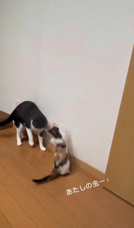 虫を見つけた2匹の猫