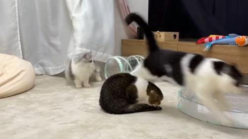 逃げるうま次郎