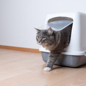 猫が喜ぶ『トイレの設置場所』の条件4選　愛猫にもたらすメリットや気を付けたいポイント