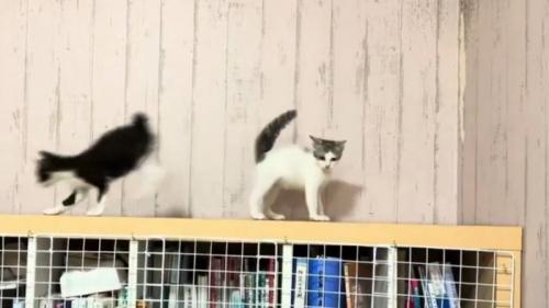 きょとんとした表情を浮かべるぶち猫