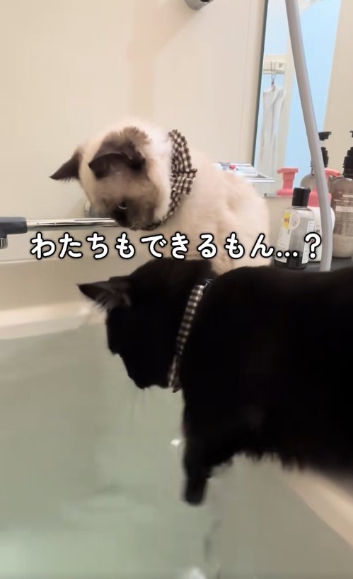 湯船を見つめる黒猫を見つめるシャム系猫