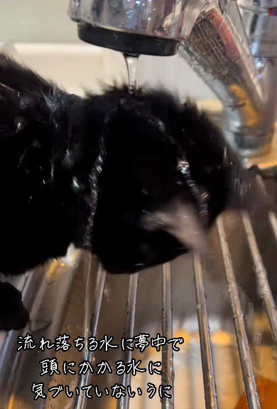 水を浴びている猫