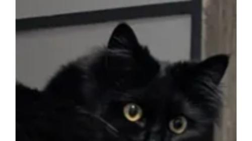振り向く猫
