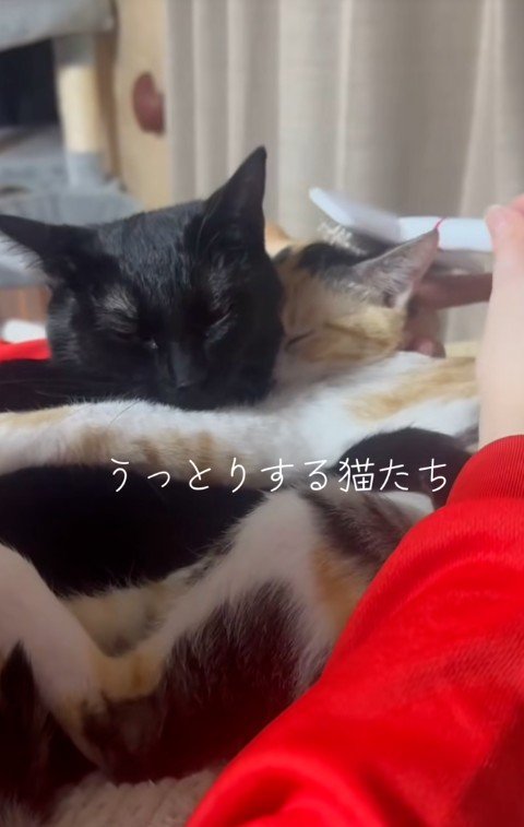 毛づくろいをしている猫
