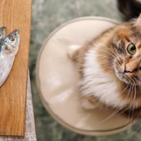 魚が大好物の猫は気を付けたい『イエローファット』とは? 主な原因や症状・予防法まで解説