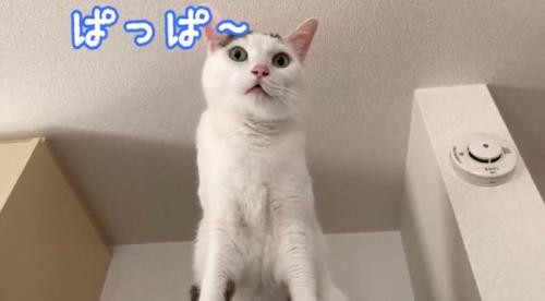 冷蔵庫の上で鳴いている猫
