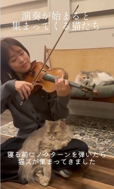 バイオリンを弾いている人と聴いている猫たち