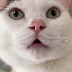 『大好きなパパ』を待っていた猫→帰ってくると……たまらなく可愛い反応が20万再生「テンションの上がり方がｗ」「エンジン絶好調ｗ」