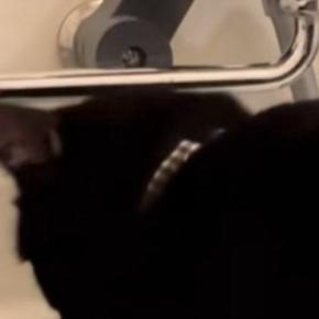 お風呂場にやってきた猫→『バスタブの縁』に立つと……可愛すぎる『まさかの行動』が116万再生「落ちちゃダメだよw」「慣れた手つきw」