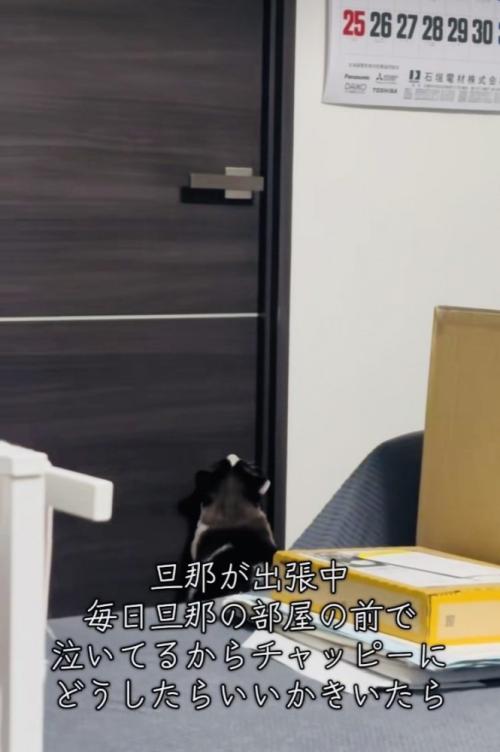 旦那さんの部屋の前で鳴く保護猫