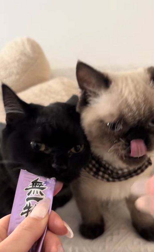 チュールを食べている2匹の猫