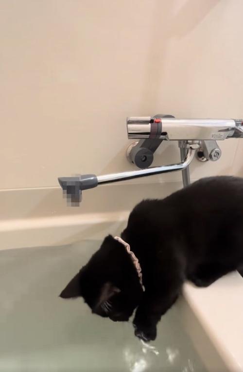 湯船を覗き込みながら左前足をつけている黒猫