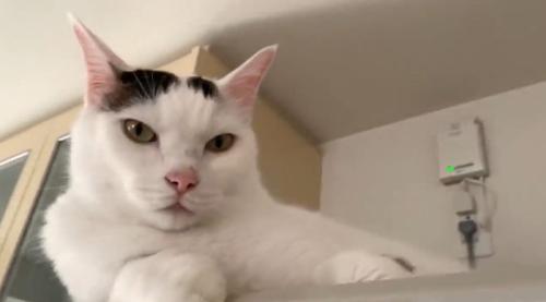 冷蔵庫の上にいる猫