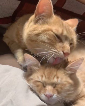 ペロペロなめる猫となめられる子猫