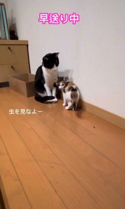 虫を見つけた2匹の猫
