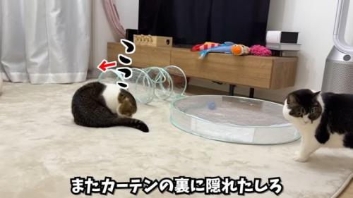 カーテンに隠れる