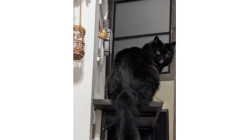 振り向く猫