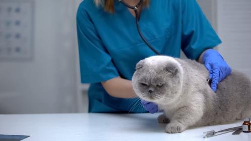 受診する猫