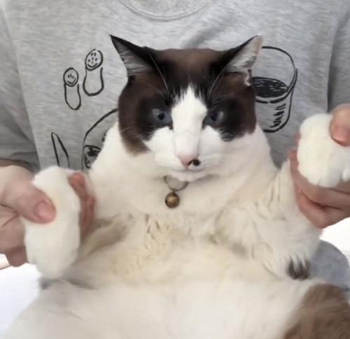 旦那さんに抱っこされる保護猫