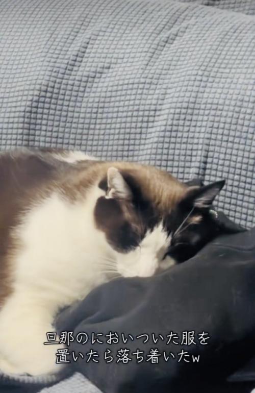 ソファで旦那さんの服に顔を乗せてくつろぐ保護猫