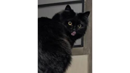 振り向く猫