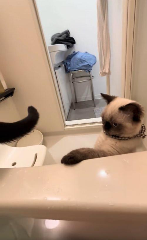 バスタブの縁に前足をかけているシャム系猫
