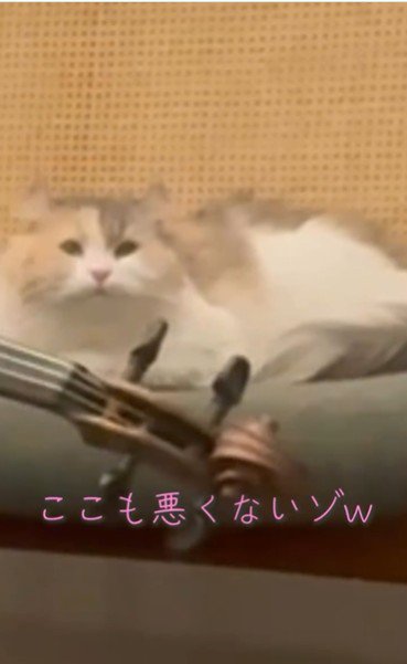 椅子の上でくつろいでいる猫