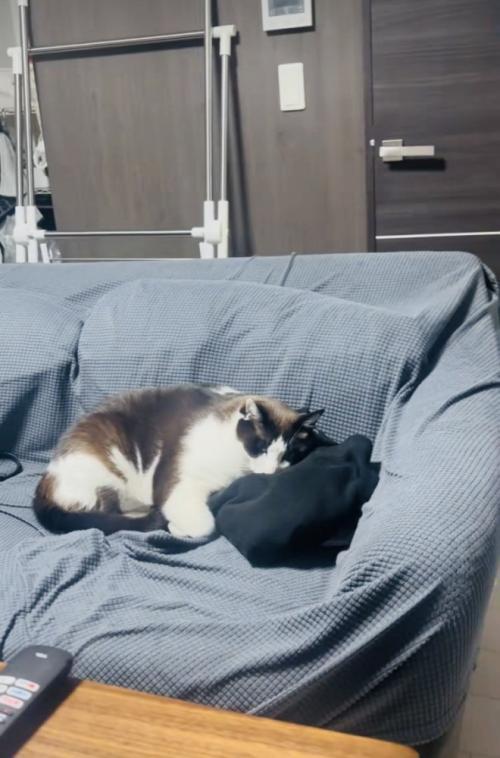 ソファで旦那さんの服に顔を乗せてくつろぐ保護猫