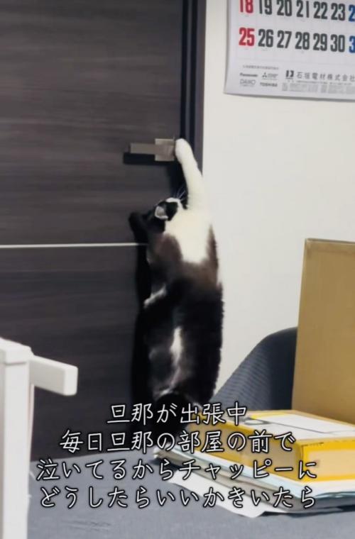 旦那さんの部屋のドアノブに前足を伸ばす保護猫