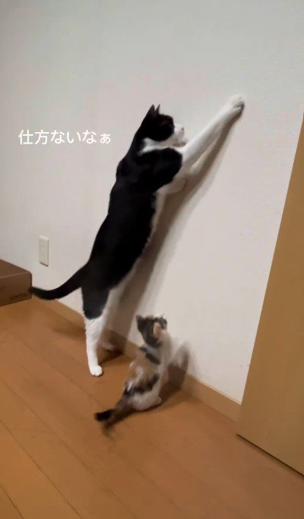 虫を見つけた2匹の猫
