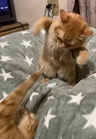 両手で攻撃をしようとする子猫