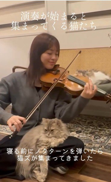 バイオリンを弾いている人と聴いている猫たち