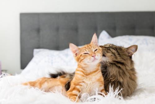 ベッドの上でくつろぐ2匹の猫