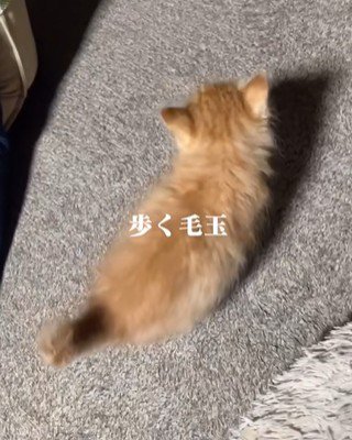 子猫の後ろ姿
