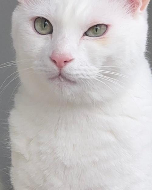 おやつを口につけた白猫