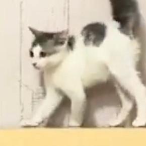 見つめあう２匹の子猫→お互いに背中を丸めた状態で…可愛すぎる『まさかの光景』に２万いいね「コントみたいｗ」「微笑ましいやんのかステップ」